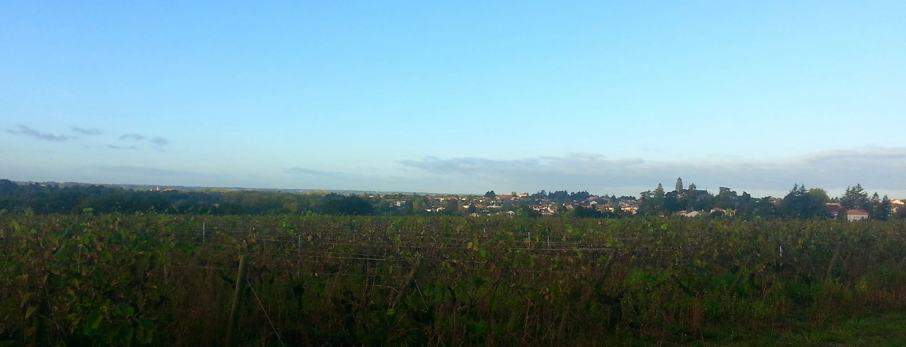 Vines in the Muscadet country near Clisson, southeast of Nantes